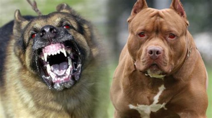10 Of The Most Terrifying Dog Breeds You Should Be Cautious Of
