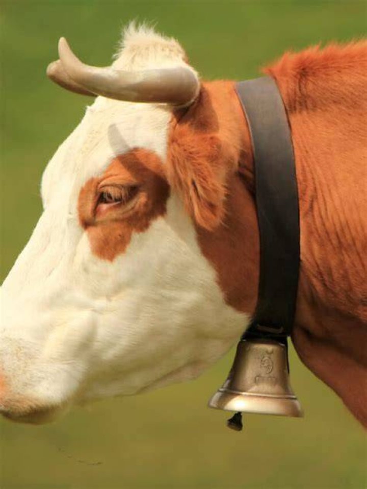 Are bells on cows cruel?