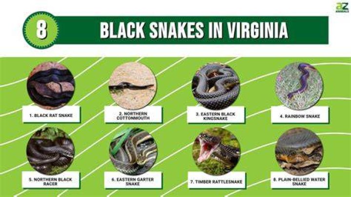 Are black snakes good?
