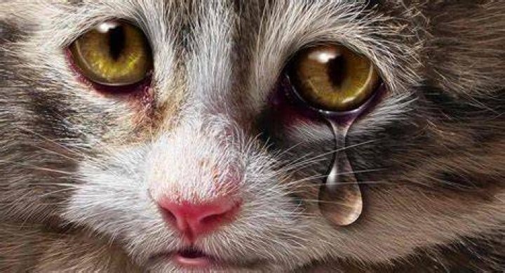 Are cats supposed to cry tears?