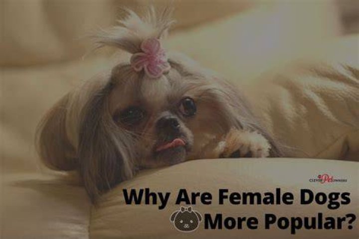 Are female dogs more moody?