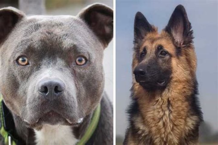 Are German Shepherds more aggressive than pit bulls?
