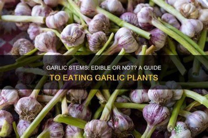 Can I eat garlic on paleo?