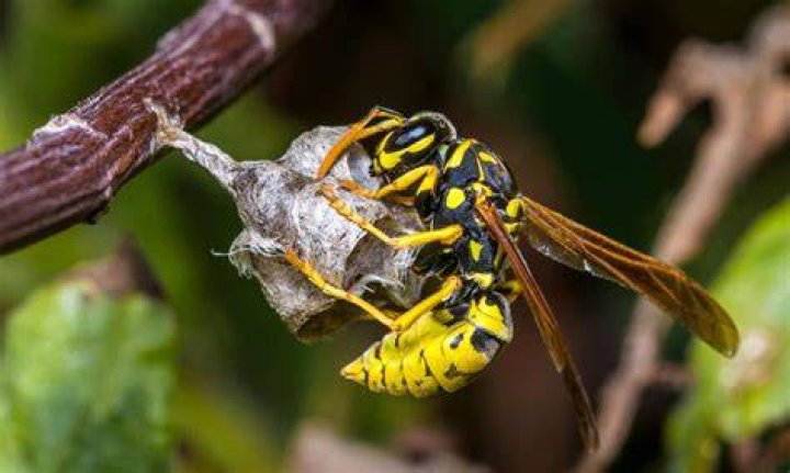 Can you outrun wasps?