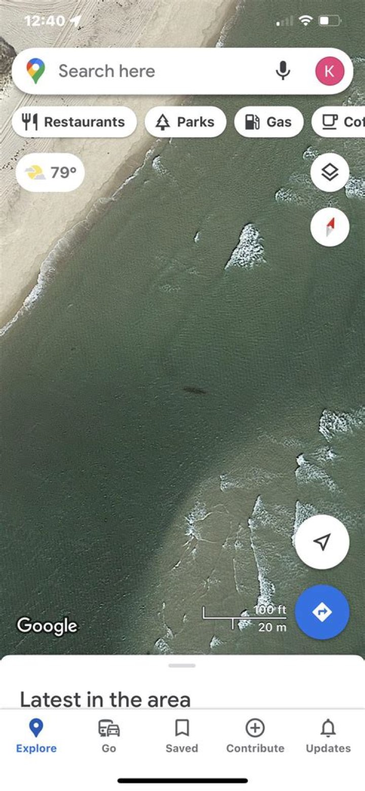 Can you see sharks on Google Maps?