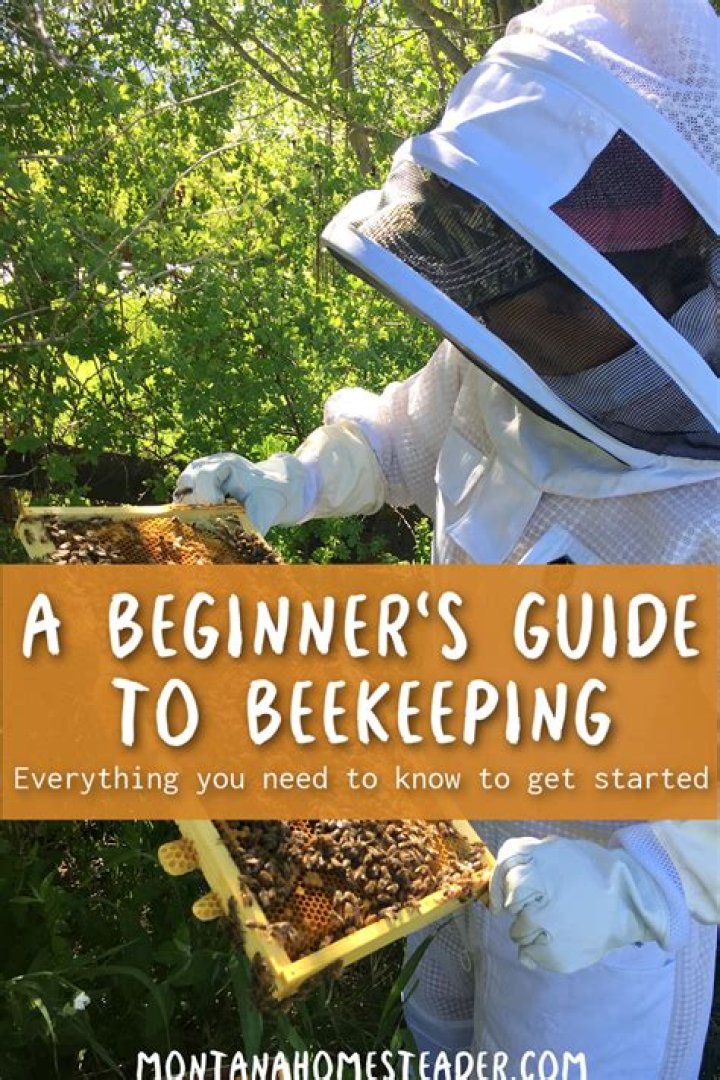 Do bees get to know their beekeeper?