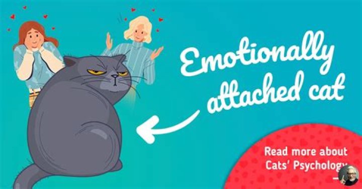 Do cats get emotionally attached to their owners?