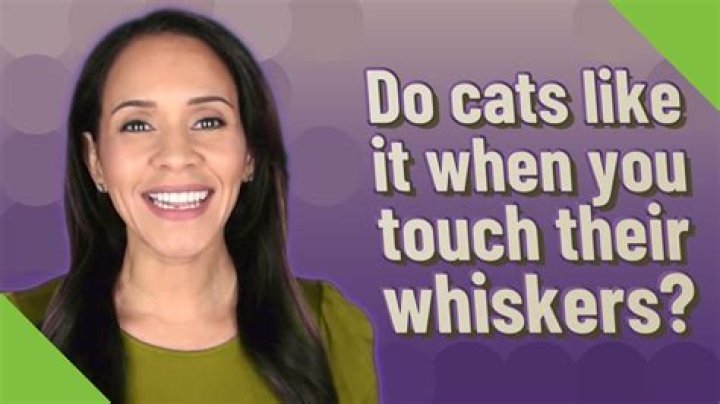 Do cats like it when you touch their whiskers?