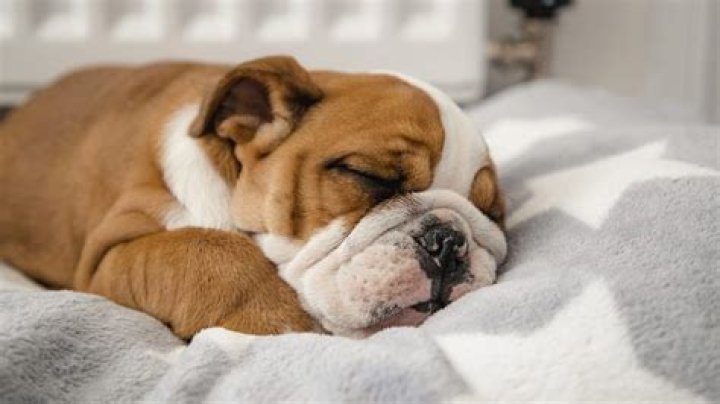 Do dogs snore?