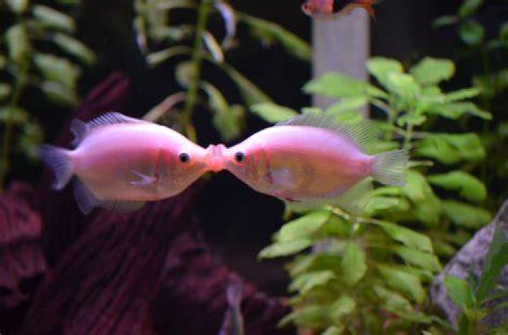 Do fishes kiss?
