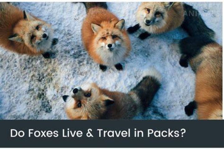 Do foxes travel in packs?