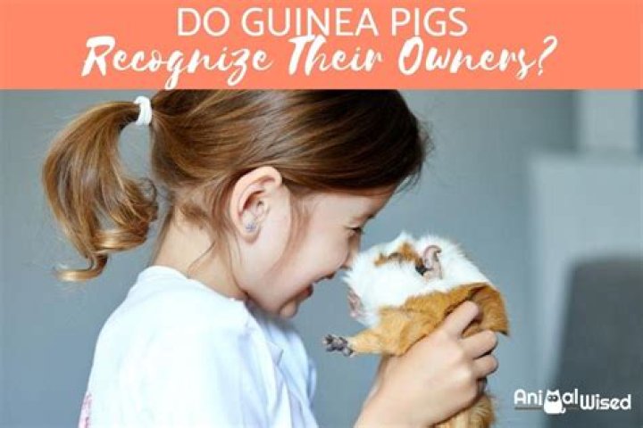 Do guinea pigs recognize their owners?