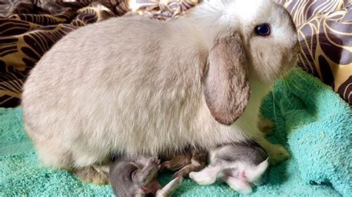 Do rabbits drink milk?
