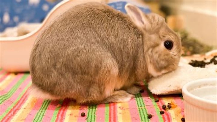 Do rabbits eat their own poop?