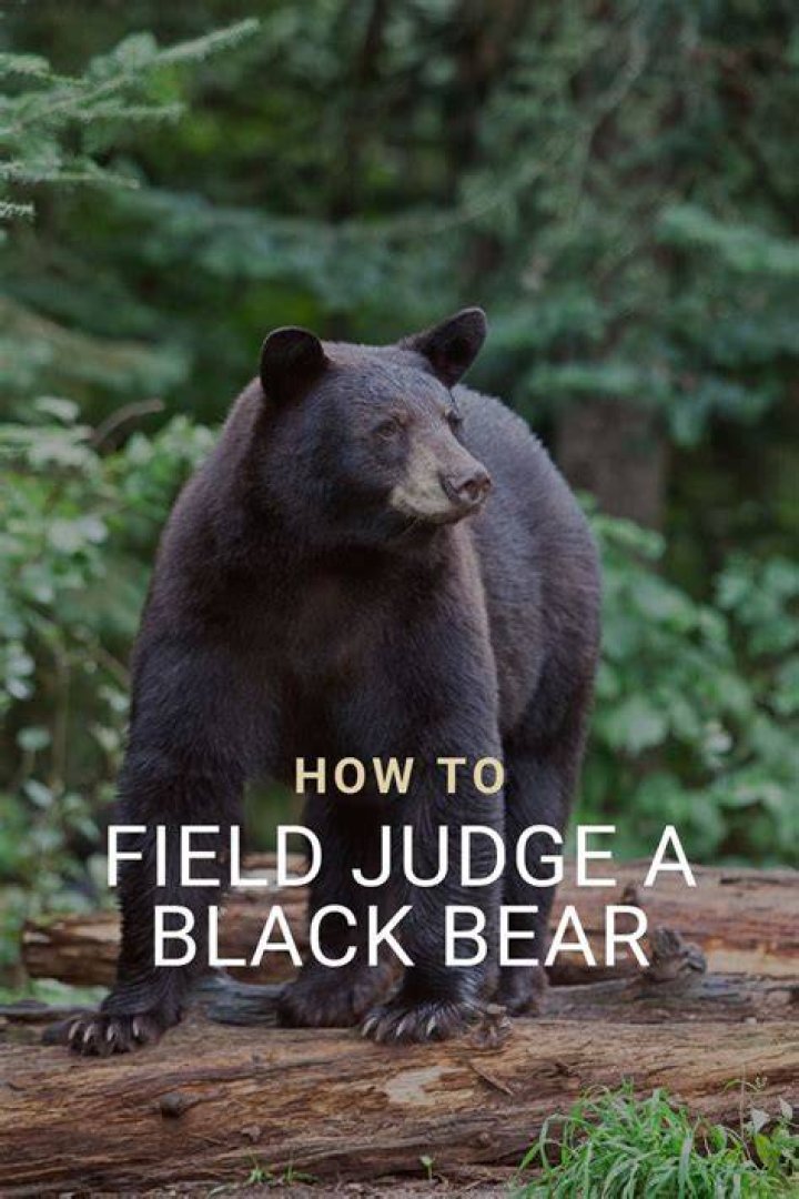 How do you field judge a black bear?