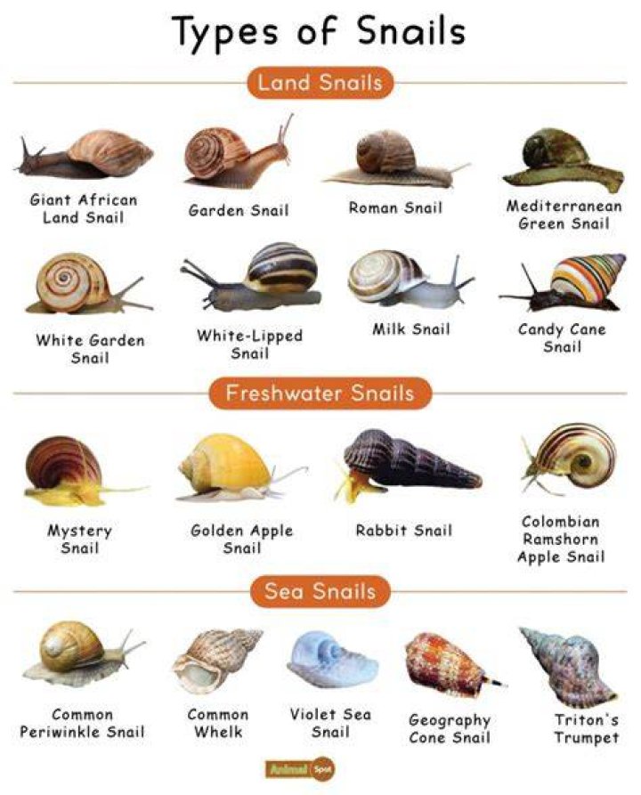 How do you find a snail?