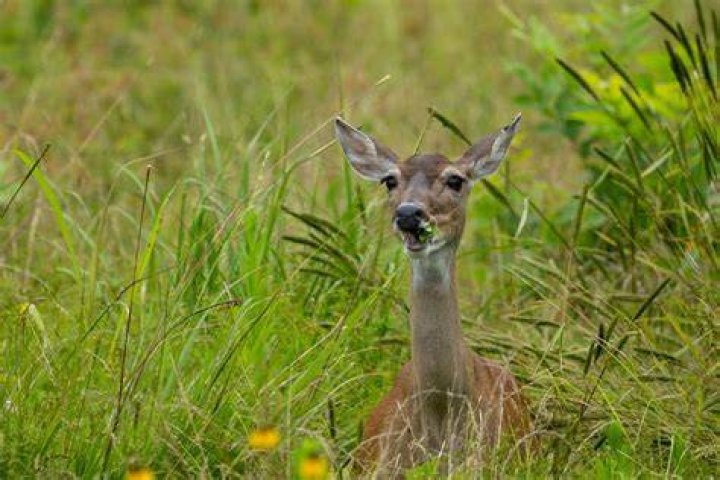 How do you know if a deer is near?