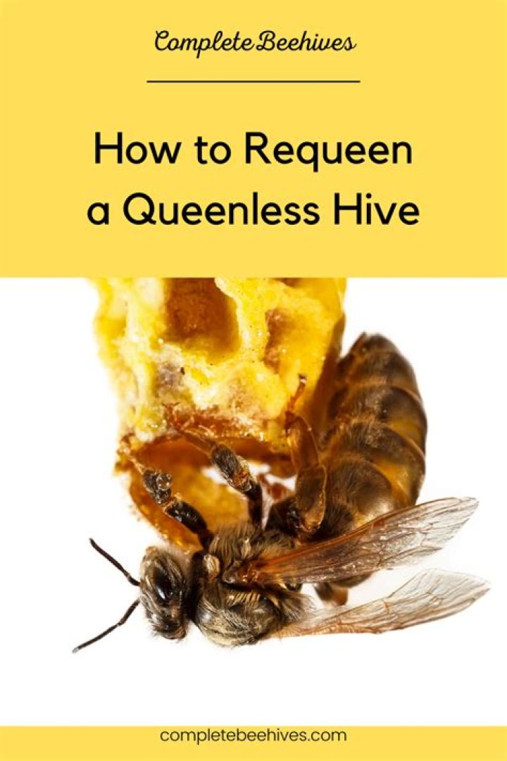 How long does it take for a hive to Requeen itself?