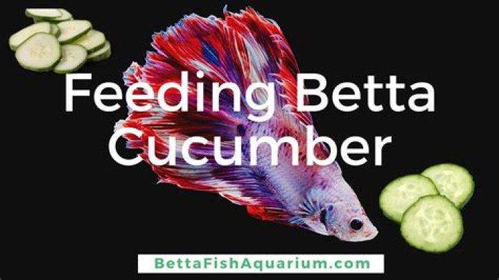 Is cucumber good for fish?