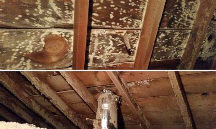 Is it common to have mold in attic?