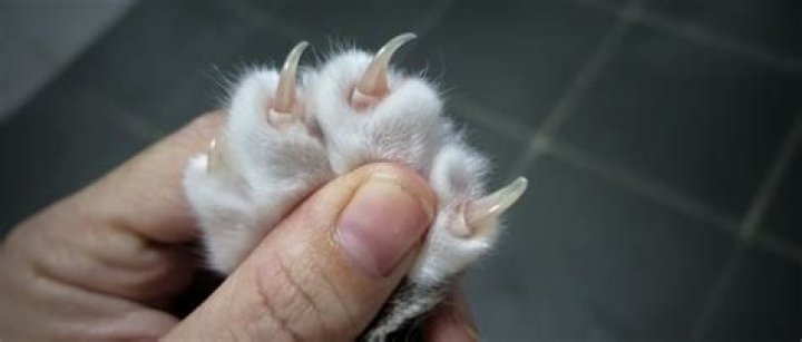 Should cats nails click on floor?