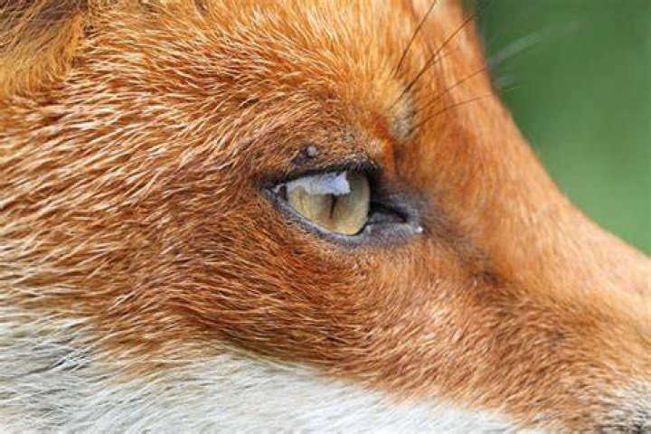 What color are Fox eyes?