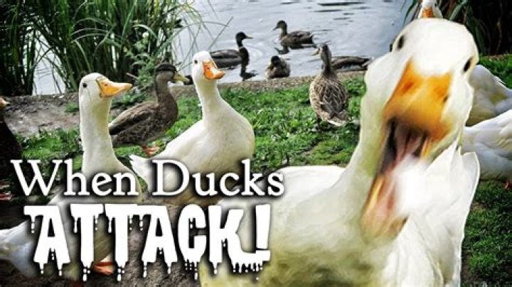 What do ducks hate?