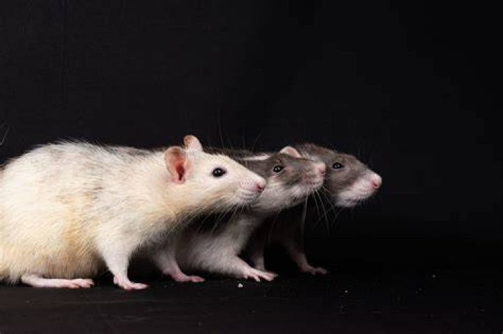 What happens if a rat is positive?