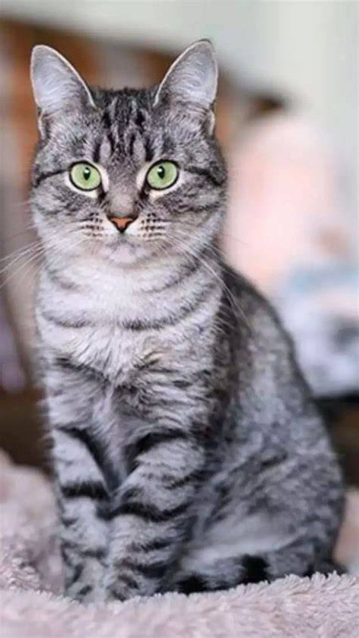 What is a good first cat?