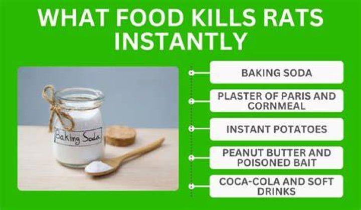 What smell kills rats instantly?