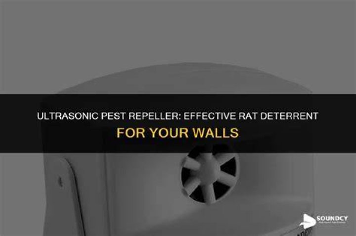What sound do rats make in walls?