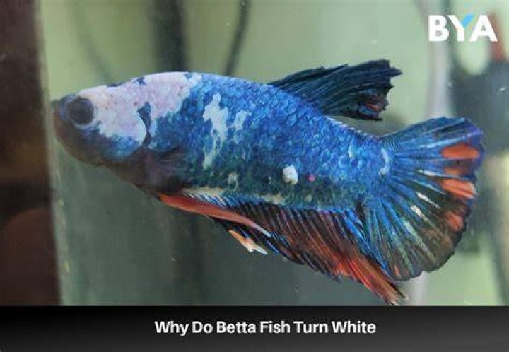 Why are my fish fins turning white?