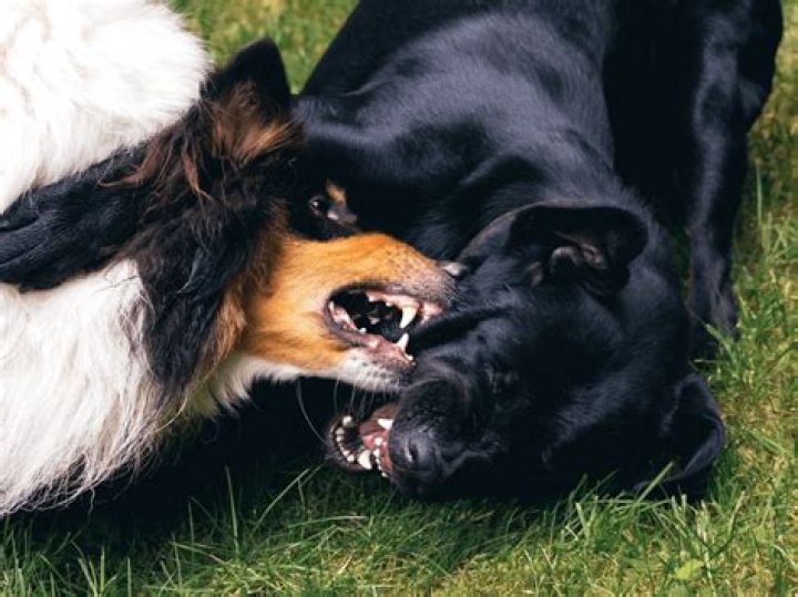 Why do dogs throw their heads back when they bark?