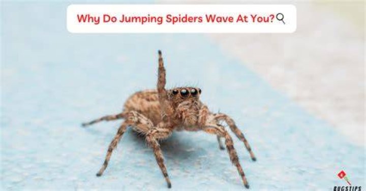 Why do spiders wave?