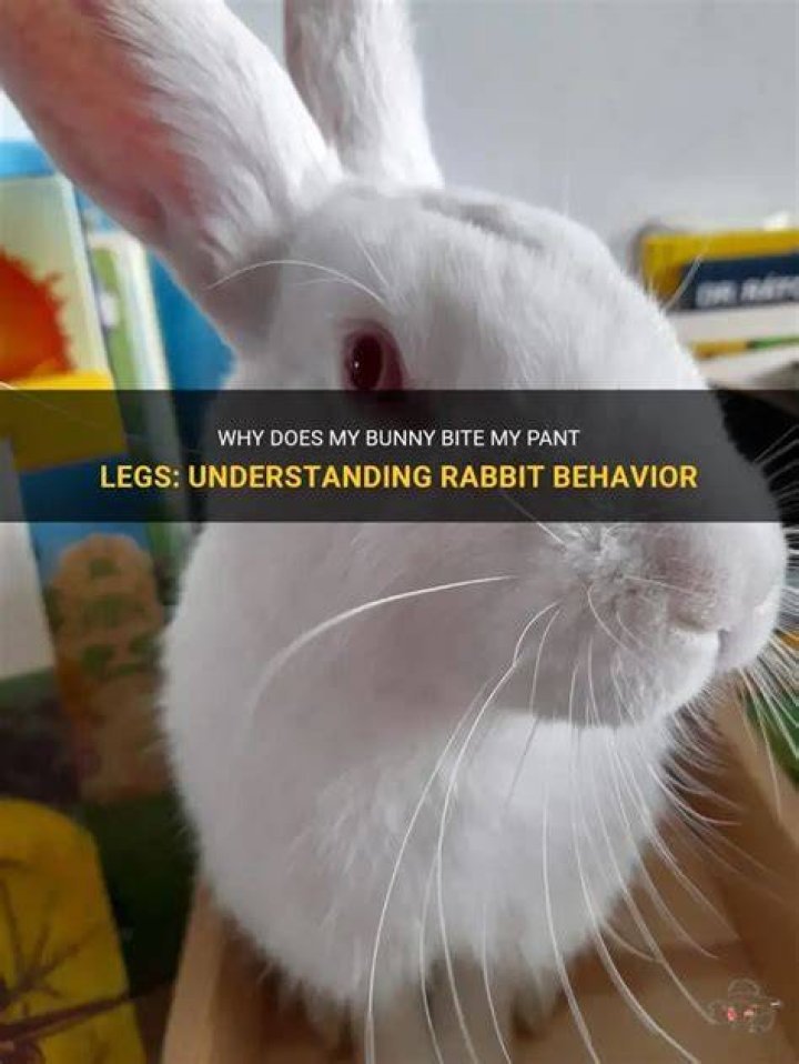 Why does my bunny bite my feet?
