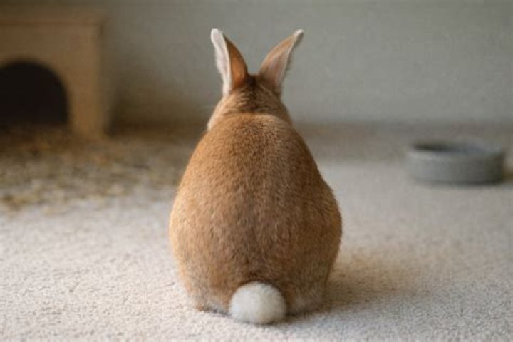 Why does my rabbit roll on his back?
