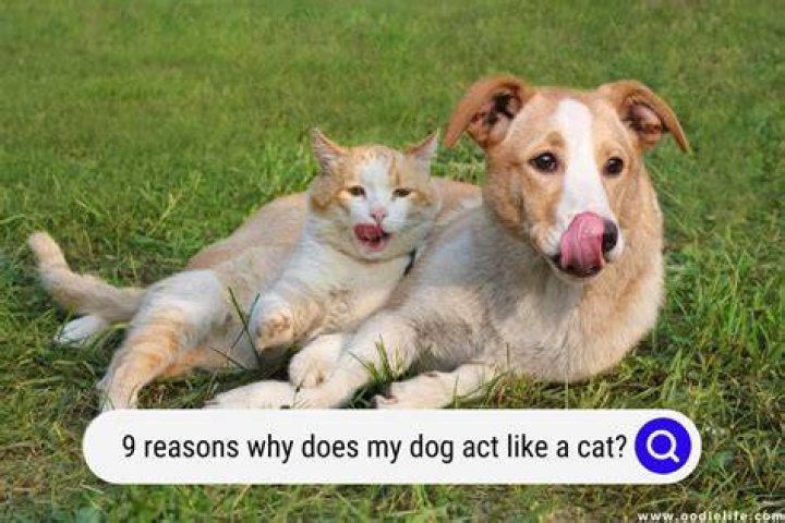 Why does Ripley save the cat?