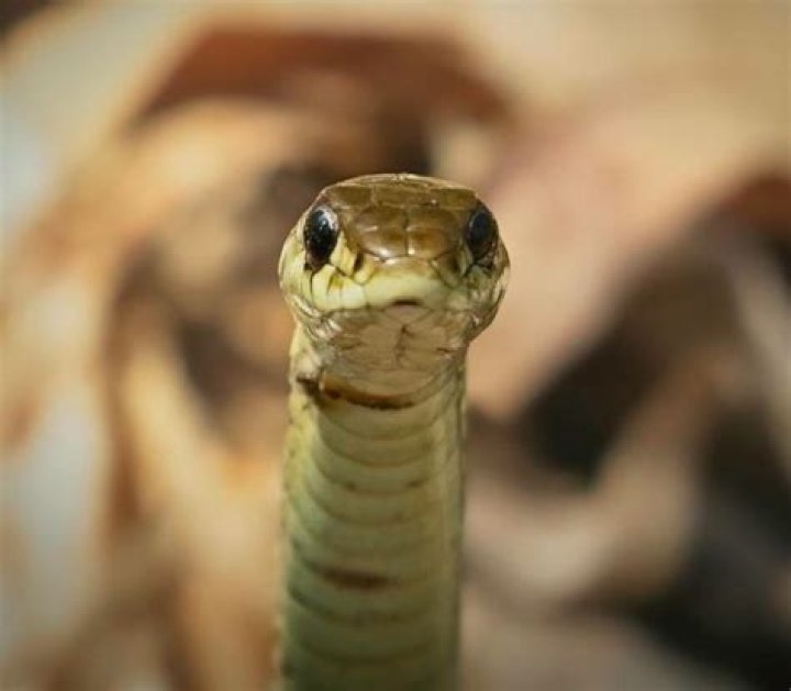 Why is my snake staring up?
