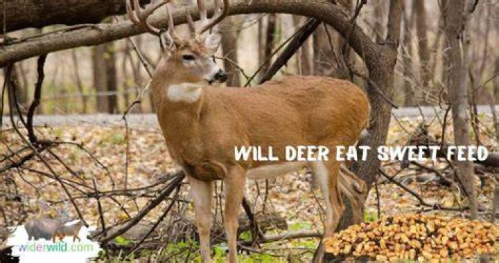 Will sweet feed hurt deer?